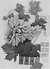 Vitis%20vinifera%20%27IFG%20Thirty-two%27