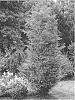 Metasequoia%20glyptostroboides%20%27Urban%20Spire%27
