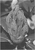 Rhododendron%20hybrida%20%27NCRX1%27