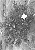 Gardenia%20augusta%20%27PARWHI%27