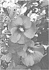 Hibiscus%20syriacus%20%27MINSYBLE9%27