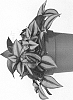 Tradescantia%20zebrina%20%27EC-TRADE-1809%27