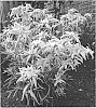 Leontopodium%20alpinum%20%27ET%20LP01%27