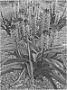 Eucomis%20comosa%20%28Houtt.%29%20Wehrh%20%27African%20Night%27