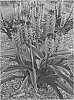 Eucomis%20comosa%20%28Houtt.%29%20Wehrh%20%27African%20Night%27