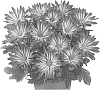 Chrysanthemum%20X%20morifolium%20%27Fichryrainsun%27