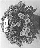 Chrysanthemum%20X%20morifolium%20%27Fichrymerpibic%27