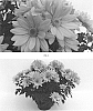 Chrysanthemum%20x%20morifolium%20%27CIDZ0094%27