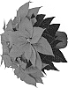 Euphorbia%20pulcherrima%20Willd.%20%27Duepoburnemb%27