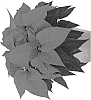 Euphorbia%20pulcherrima%20Willd.%20%27Dueposouthbel%27