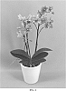 Phalaenopsis%20hybrid%20%27PHALUSYL%27