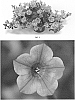 Petunia%20hybrida%20%27PEHY0039%27