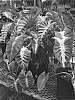 Colocasia%20esculenta%20%27Maui%20Sunrise%27