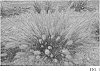 Pennisetum%20alopecuroides%20%27Tift%20PA19%27