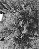 Angelonia%20angustifolia%20%27Anblu140%27