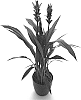 Curcuma%20alismatifolia%20%27Cursnapa%27