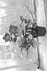 Helleborus%20x%20ericsmithii%20X%20Helleborus%20x%20hybridus%20%27COSEH%204700%27
