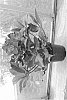 Helleborus%20x%20ericsmithii%20X%20Helleborus%20x%20hybridus%20%27COSEH%204800%27