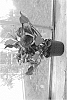 Helleborus%20x%20ericsmithii%20X%20Helleborus%20x%20hybridus%20%27COSEH%204900%27