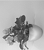 Helleborus%20x%20ericsmithii%20X%20Helleborus%20x%20hybridus%20%27COSEH%205000%27