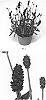 Lavandula%20angustifolia%20%27LAAZ0008%27