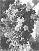 Portulaca%20oleraea%20%27DPORPZNYLW%27