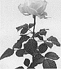 Rosa%20hybrida%20%27KORone006%27