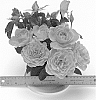 Rosa%20hybrida%20%27WEKzazou%27