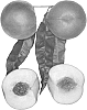 Prunus%20persica%20%27Summer%20Glory%27