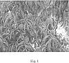 Prunus%20persica%20%28L.%29%20Batsch%20%27Crimson%20Joy%27