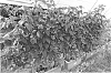 Rubus%20idaeus%20hybrid%20%27emr%2020172%27