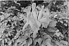 Tecomaria%20capensis%20%27DWOY001%27