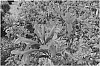 Tecomaria%20capensis%20%27DWRE001%27