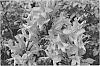 Tecomaria%20capensis%20%27DWPI001%27