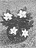 Gardenia%20augusta%20%27PARCUP%27