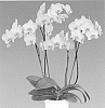 Phalaenopsis%20hybrida%20%27White%20Mollie%27