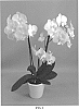 Phalaenopsis%20hybrid%20%27PHALGASEOT%27