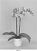 Phalaenopsis%20hybrid%20%27PHALFLOXIM%27