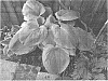 Hosta%20hybrid%20%27Wu%20Hoo%27