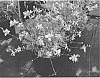 Gaura%20lindheimeri%20%27Walsilfou%27