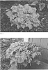 Heuchera%20hybrid%20%27Apple%20Twist%27