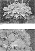 Heuchera%20hybrid%20%27Lemon%20Love%27