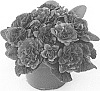 Primula%20vulgaris%20%27KERBELCARMEN%27