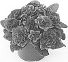 Primula%20vulgaris%20%27KERBELCARMEN%27