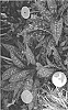 Pulmonaria%20spp.%20%27LISA%20MARIE%27