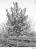 Malus%20%27JFS%20KW139MX%27