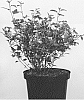 Physocarpus%20opulifolius%20%27Hoogi031%27