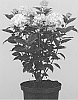 Hydrangea%20paniculata%20%27HYLV02%27