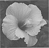 Hibiscus%20rosa-sinensis%20%27JBG%2014025%27