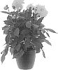 Dahlia%20hybrida%20%27BKDAMAGYL%27